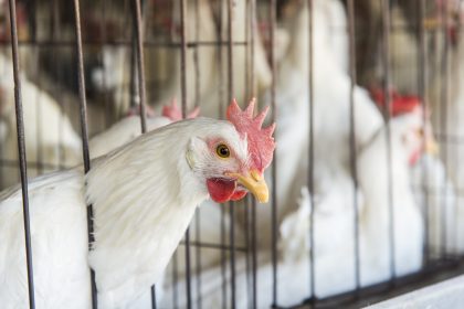 Antibiotika in Geflügelzucht: Marburger Bund besorgt über Auswirkungen auf Humanmedizin