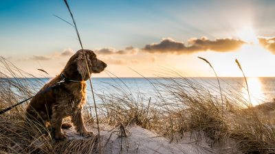 Urlaubsknigge: Vom Burgen bauen, Möwen füttern und der eigenen Strandkorbvermietung für Hundehalter