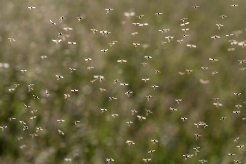 Expertin sieht keine Mückenplage in Deutschland