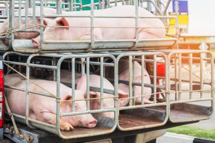NRW-Polizei stoppt Tiertransporter mit mehr als 140 dehydrierten Schweinen