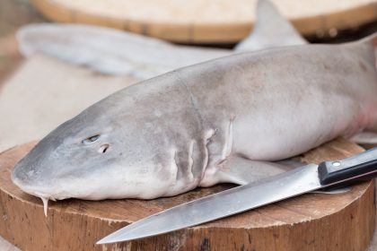 Aus dem Mittelmeer: Hai statt Schwertfisch auf dem Teller