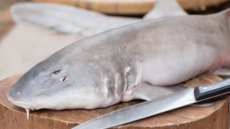 Aus dem Mittelmeer: Hai statt Schwertfisch auf dem Teller