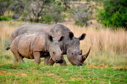 Horn in Gips: Mehr als 100 Kilogramm Nashorn-Hörner in Vietnam beschlagnahmt