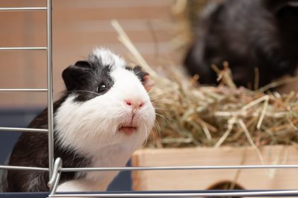 Passant rettet in Heidelberg fünf Meerschweinchen aus Sperrmüll