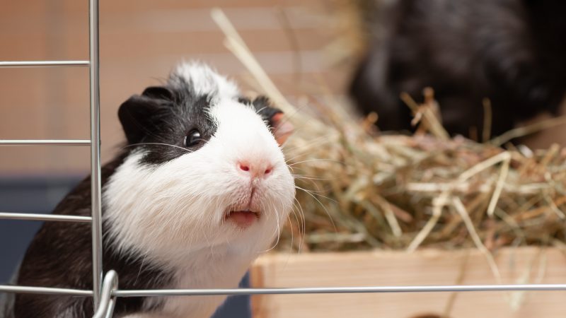 Diebe bringen gestohlene Meerschweinchen zurück und entschuldigen sich