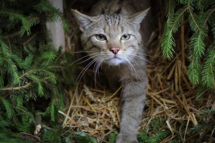 Wildkatzen leben wieder in allen Wäldern des Saarlands