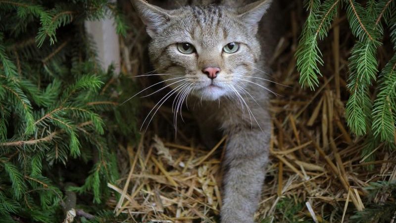 Wildkatzen leben wieder in allen Wäldern des Saarlands
