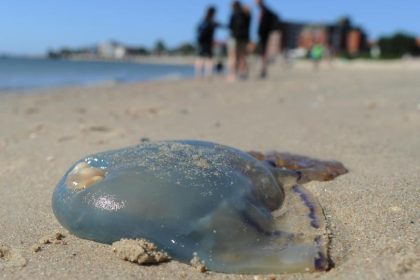 Wissenschaftler setzen auf Quallen gegen Mikroplastik