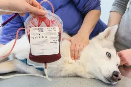 Wer hätte das gedacht? Vierbeiner können auch Blut spenden