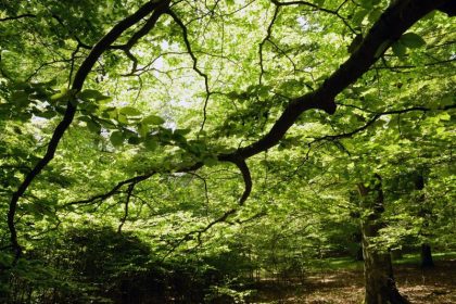 Für Wald- und Artenschutz: WWF fordert Ausrufung des “planetaren Waldnotstandes”