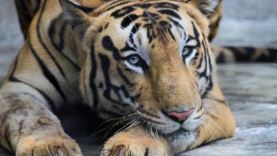 Historischer Erfolg: Zahl der Tiger in Indien auf knapp 3000 gestiegen