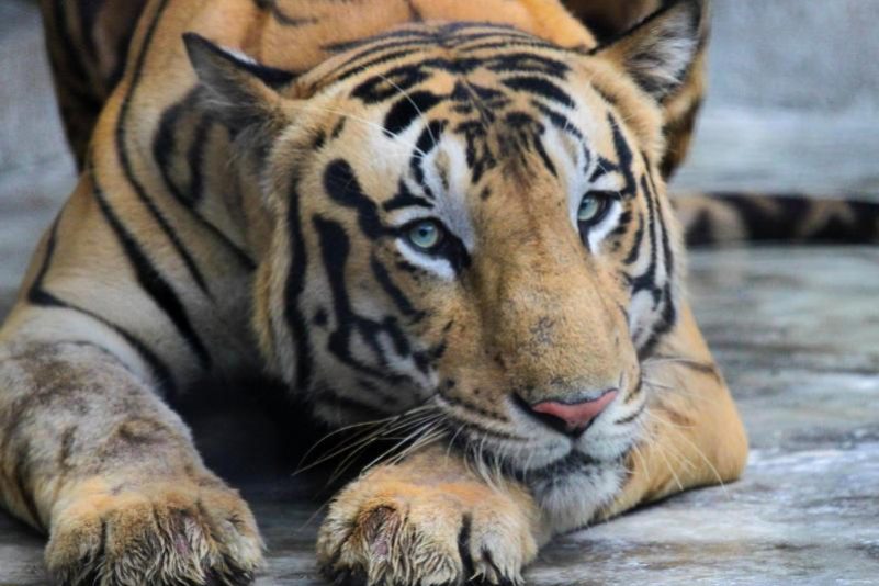Historischer Erfolg: Zahl der Tiger in Indien auf knapp 3000 gestiegen