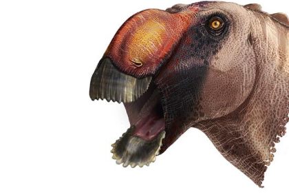 „Schaufelförmige Adlernase“: Paläontologen identifizieren neue Dinosaurierart