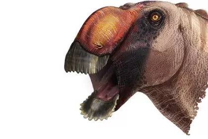 "Schaufelförmige Adlernase": Paläontologen identifizieren neue Dinosaurierart