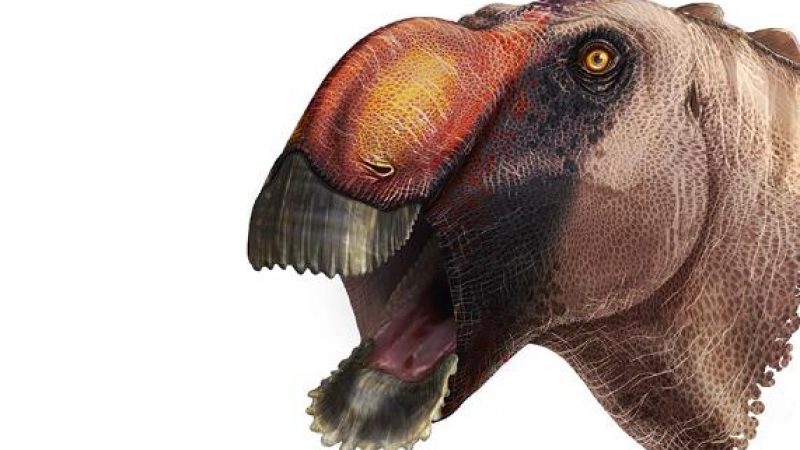 „Schaufelförmige Adlernase“: Paläontologen identifizieren neue Dinosaurierart