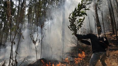 Brandrodung in Bolivien: Brände zerstörten binnen fünf Tagen 471.000 Hektar Land