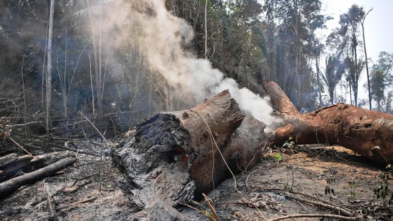 Soldaten bekämpfen Flammen im brasilianischen Regenwald – Suche nach Brandstiftern auf Hochtouren