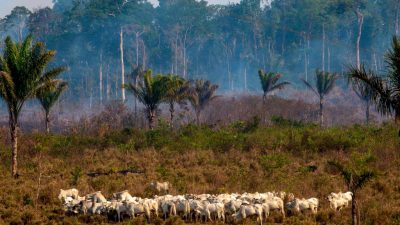 Amazonas-Waldbrände: Wie die Feuer politisch instrumentalisiert werden