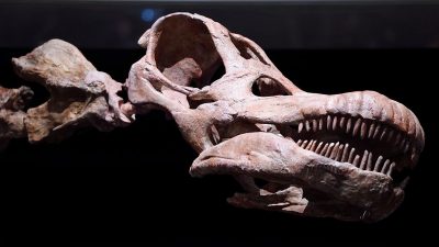 Gigantischer Dinosaurier – Der Titanosaurier überragt alle