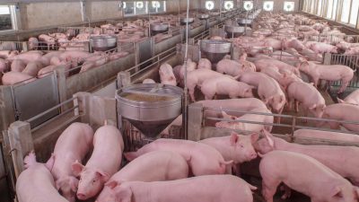 Trotz steigender internationaler Nachfrage: Deutsche Schweinefleisch-Exporte gehen zurück