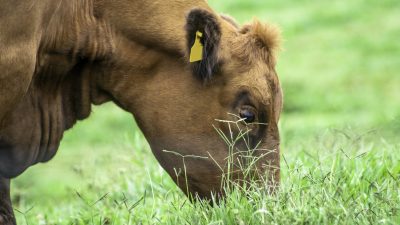 Trump verkündet Abkommen zur Beilegung von Rindfleisch-Streit mit der EU