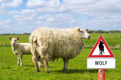 Länder zahlten 2018 ingesamt 340.000 Euro Entschädigung für Wolfsrisse
