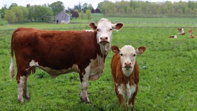 Klimaschutz oder Tierschutz? Deutsche Bauern sind gegen Begrenzung der Tierzucht