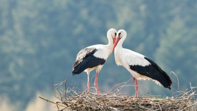Kroatiens berühmtestes Paar: Storch Klepatan fliegt jedes Jahr 13.000 km zu seiner Liebsten