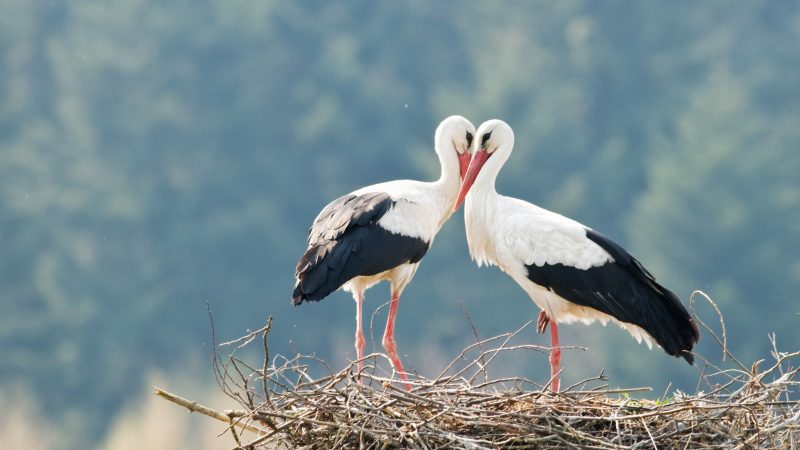 Kroatiens berühmtestes Paar: Storch Klepatan fliegt jedes Jahr 13.000 km zu seiner Liebsten
