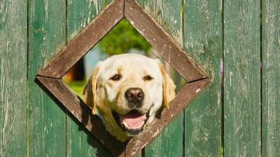„Hundeklappe“: Unaufhaltsame Sehnsucht zweier Hunde bringt Nachbarn zusammen