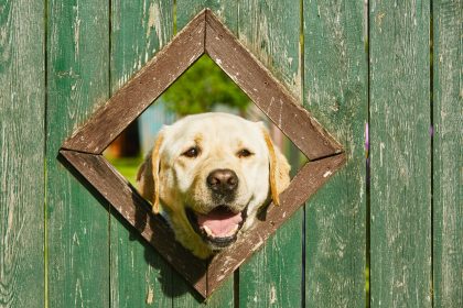 “Hundeklappe”: Unaufhaltsame Sehnsucht zweier Hunde bringt Nachbarn zusammen