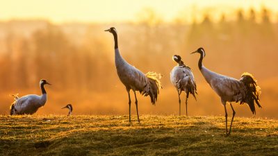 Eröffnung der Kranich-Saison: Im September beginnt das beliebte Zugvogelspektakel