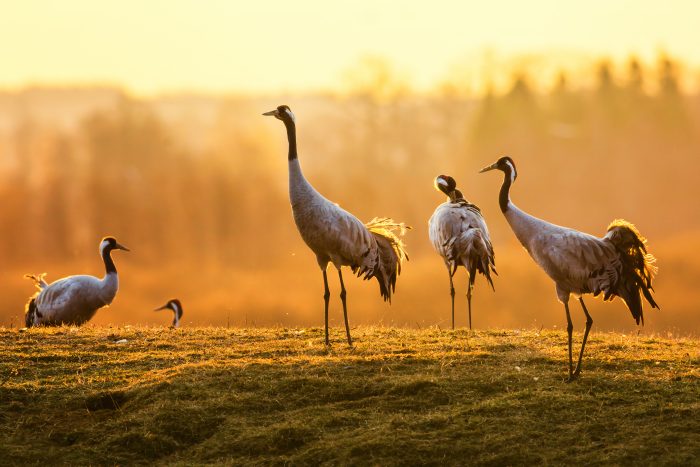 Beliebte Motive für Naturfotos: Zweimal jährlich ziehen mehrere Tausend Kraniche durch Deutschland. 