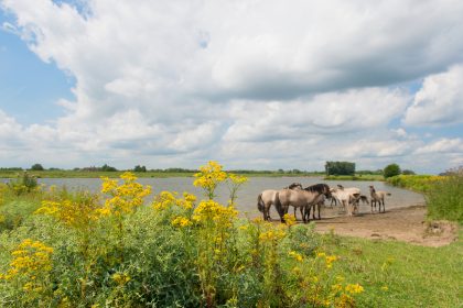 Das Jakobskreuzkraut: Gefährliche Natur für Mensch und Tier in Deutschland