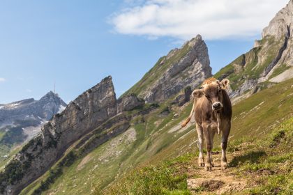 Freilaufende Kühe in Tirol: Oberlandesgericht sieht Mitschuld der verstorbenen Touristin