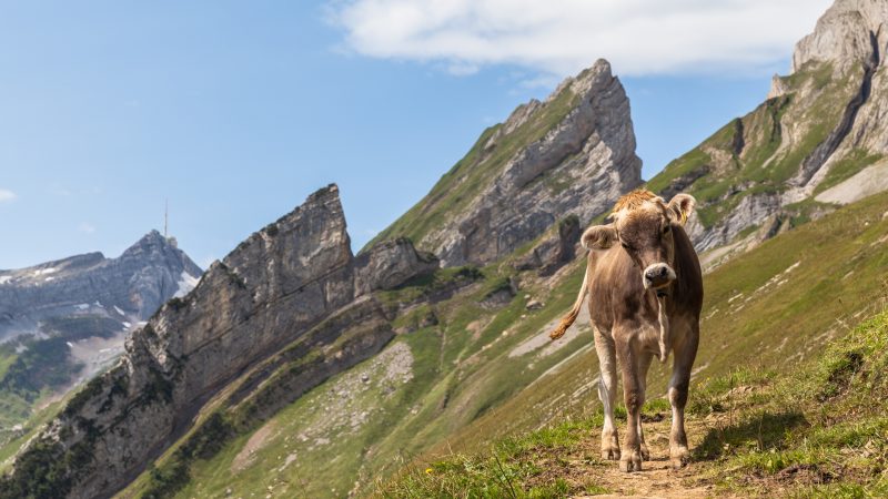 Freilaufende Killer-Kühe in Tirol: Oberlandesgericht sieht Mitschuld der verstorbenen Touristin