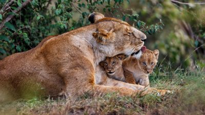 Zoo-Drama in Leipzig: Löwin Kigali frisst ihre beiden Babys auf