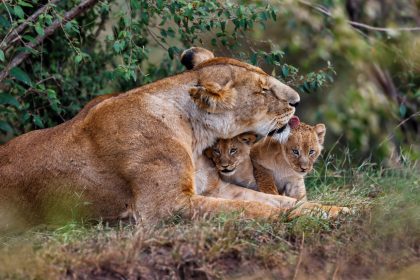 Zoo-Drama in Leipzig: Löwin Kigali frisst ihre beiden Babys auf
