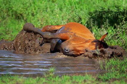 Dramatische Rettungsaktion: Pferd in Bremerhaven steckt bis zum Hals im Schlamm