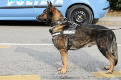 Zwei Drogenspürhunde entdecken fast fünf Tonnen Marihuana in argentinischen Kiefernwald