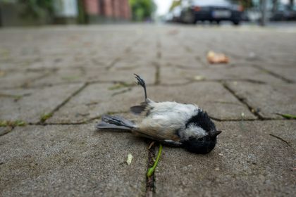 Tödlicher Virus aus Afrika grassiert unter Vögeln