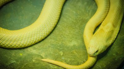 Update Herne: Noch keine Entwarnung! Monokel-Kobra immer noch unterwegs – Video zum Biss-Verlauf