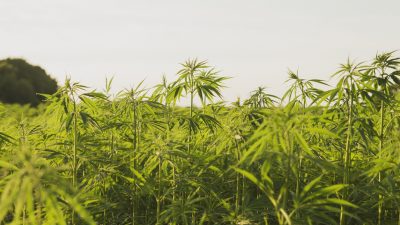 Bremen versucht Lockerung der Drogenpolitik mit Cannabis-Modellprojekt