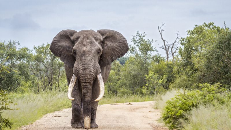 Soll Jagd auf Elefanten und Nashörner wieder erlaubt werden?