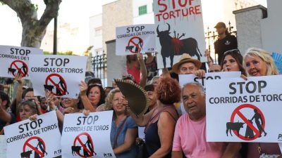 Nationales Kulturgut auf Mallorca: Stierkampf feiert Comeback