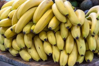 Erste gentechnisch veränderte Banane der Welt