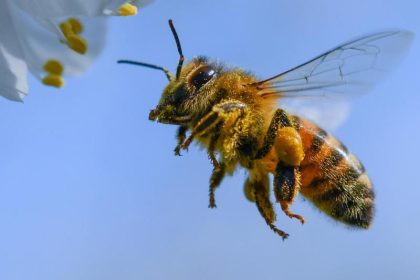 Duftsensitiv und dressierbar: Theoretisch könnten Polizei-Bienchen Drogenfund per Rüsselschnalzer aufzeigen
