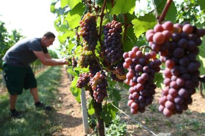 Bayerisches Bier und Mosel-Wein in China fortan geschützt