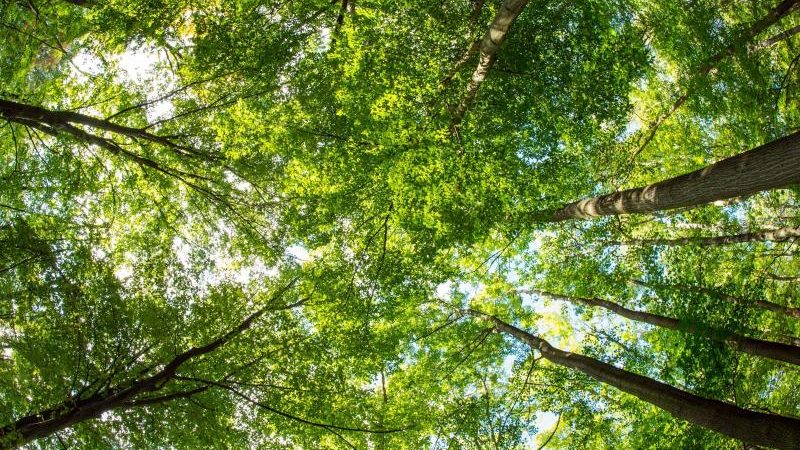 Grüne fordern „ökologische Waldwende“
