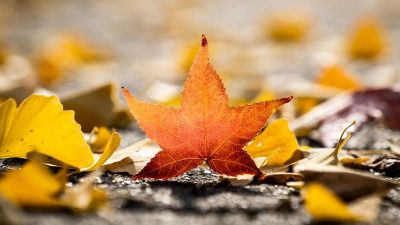 Herbst – Von Rainer Maria Rilke